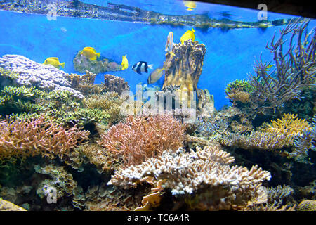 Bunte marine Fische schwimmen unter der Korallenriffe in London Zoo Aquarium, ZSL London Zoo, London, UK Stockfoto