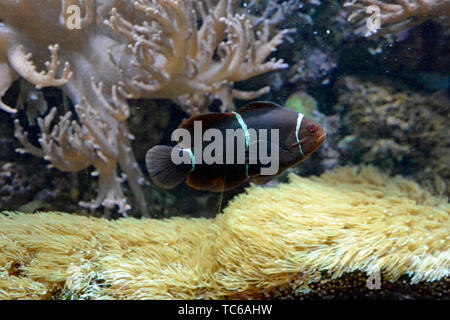 Schwarze und Weiße Ocellaris Clownfisch in London Zoo Aquarium, ZSL London Zoo, London, UK Stockfoto