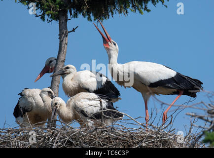Biebesheim, Deutschland. 05 Juni, 2019. Mit seinen drei junge Tiere, ein paar Störche sitzt auf seinem Nest in der Nähe des Rheins. Eine der größten Storch Kolonien im Land Rassen in Ried in Hessen. Credit: Boris Roessler/dpa/Alamy leben Nachrichten Stockfoto