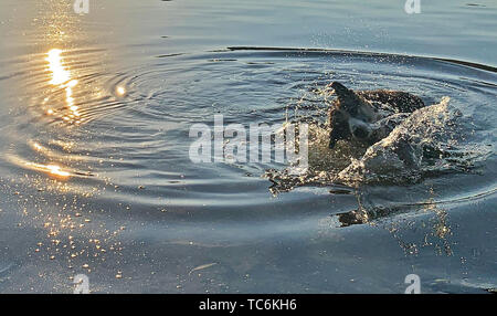 Berlin, Deutschland. 06 Juni, 2019. Mongrel Efeu aktualisiert sich morgens in die Spree. Credit: Paul Zinken/dpa/Alamy leben Nachrichten Stockfoto