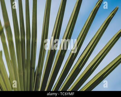 Bild der grünen Palme Wedel mit Himmel Hintergrund, in der Nähe Stockfoto