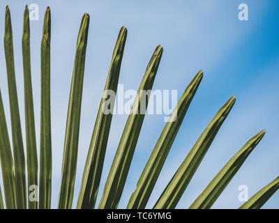 Bild der grünen Palme Wedel mit Himmel Hintergrund, in der Nähe Stockfoto