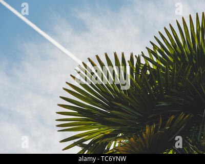 Bild der grünen Palme Wedel mit Himmel Hintergrund, in der Nähe Stockfoto