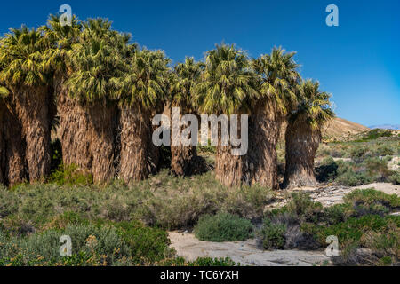Das Coachella Valley erhalten und 1000 Palms Oasis bei tausend Palmen, Kalifornien, USA. Stockfoto