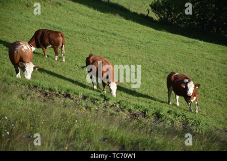 Kuh, Kühe, Fleckvieh, Alm, Weide, Wiese, Fressen, Futter, Sommer, steil, Schwarten, Rinder, Alpen, Gras, Weg, Pfad, Trampelpfad, Licht, Schatten, grün, Mil Stockfoto