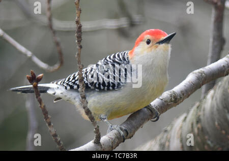 Red-bellied Woodpecker, erwachsenen männlichen, SOUTHEASTERN PA, USA Stockfoto