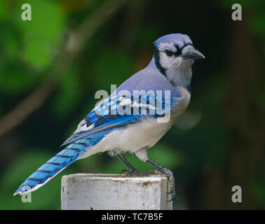 Blue Jay thront auf einem Post, in Southeastern Pennsylvania, USA Stockfoto