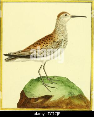 Eingravierte Zeichnung der Berggebiete Sandpiper (Bartramia longicauda), aus dem Buch "Planches Enluminees Dhistoire naturelle" von Francois Nicolas, Louis Jean Marie Daubenton und Edme-Louis Daubenton, 1765. Mit freundlicher Genehmigung Internet Archive. () Stockfoto