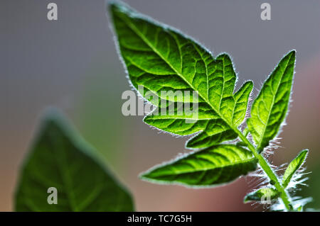Nahaufnahme einer jungen Tomate Blatt mit einem intensiven Hintergrundbeleuchtung gesehen Stockfoto