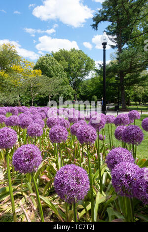 Riesige Alliums, Allium giganteum blüht in Boston Public Garden Stockfoto