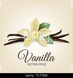 Vector 3d Realistische Komposition mit süß duftenden frischen Vanille Blüte mit getrockneten Samenkapseln und Blätter Set Closeup isoliert auf weißem Hintergrund Stock Vektor