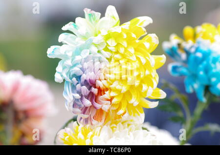 Chrysantheme in einer Vielzahl von Farben Stockfoto