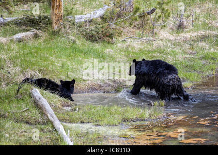 Ein schwarzer Bär und seine Cub im Wasser spielen im Yellowstone National Park. Stockfoto