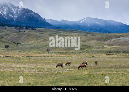 Eine Herde von Elche grasen in einem Feld von Gardiner, Montana. Stockfoto