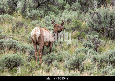 Eine weibliche elk Abschürfungen durch Sagebrush am nördlichen Ende des Yellowstone Parks. Stockfoto