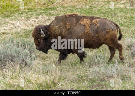 Ein großer bison Spaziergänge entlang im nördlichen Teil des Yellowstone in Wyoming. Stockfoto