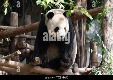 großer panda Stockfoto