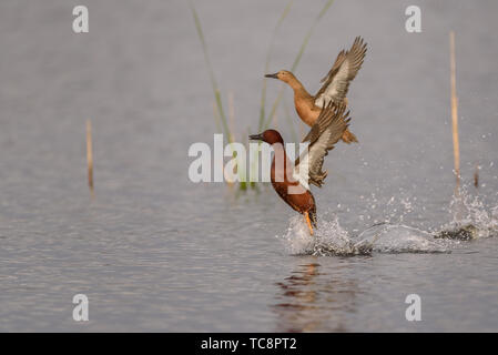 Cinnamon teal Ente Stockfoto