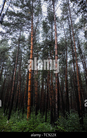 Changbai Mountain Scenic Area, Jilin Stockfoto