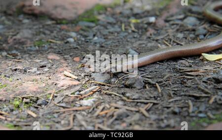 Ein Kind langsam Worm (Anguis fragilis) im Sonnenschein auf a Shropshire pathway aka blindworm Stockfoto