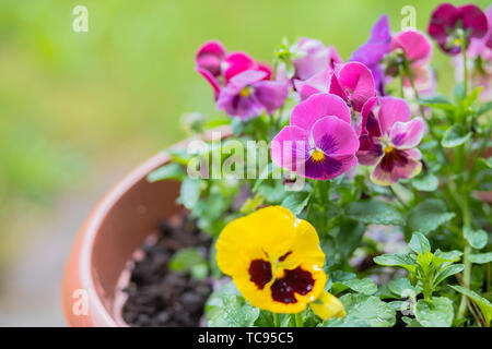 Bunte Blumen blühen im Garten. Weiß Gelb und Violett Stiefmütterchen Blumen. Gemischte Stiefmütterchen auf blumenbeet. schönen lila gelb heartsease. Kopieren Stockfoto