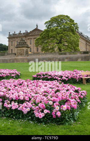 Dahlie (dalina Maxi) alinas'. Dahlie Salinas Blumen infront von Chatsworth House. RHS Chatsworth Flower Show 2019. Chatsworth, Derbyshire, Großbritannien Stockfoto