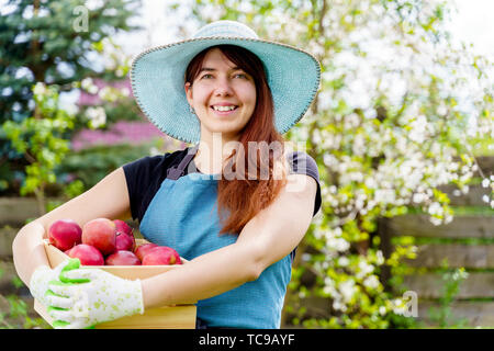 Bild der lächelnde Frau mit Hut mit Box mit Äpfel im Garten nach Tag Stockfoto