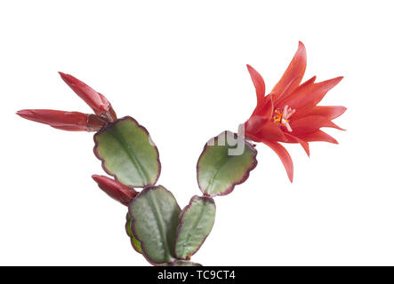 Ostern Cactus, Rhipsalidopsis gaertnerrii, mit roten Blumen. Detail isoliert auf Weiss. Stockfoto