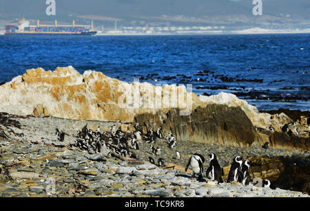 Robben Island Pinguin Kolonie in der Nähe von Kapstadt, Südafrika. Stockfoto