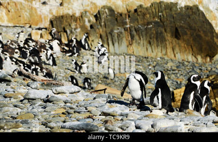 Robben Island Pinguin Kolonie in der Nähe von Kapstadt, Südafrika. Stockfoto