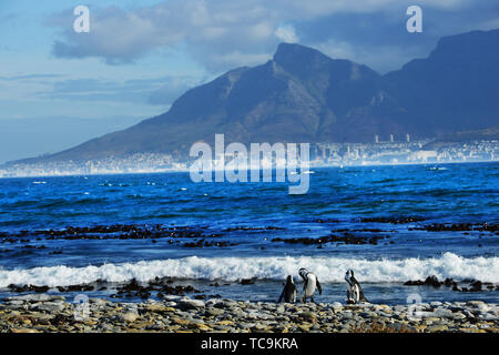 Robben Island Pinguine mit Blick auf Kapstadt und den Tafelberg. Stockfoto