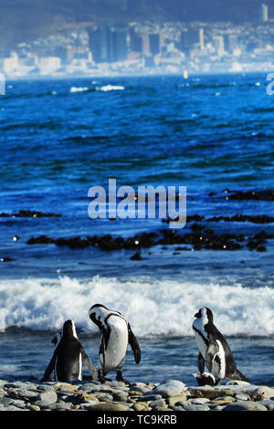 Robben Island Pinguine mit Blick auf Kapstadt und den Tafelberg. Stockfoto