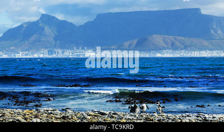 Robben Island Pinguine mit Blick auf Kapstadt und den Tafelberg. Stockfoto