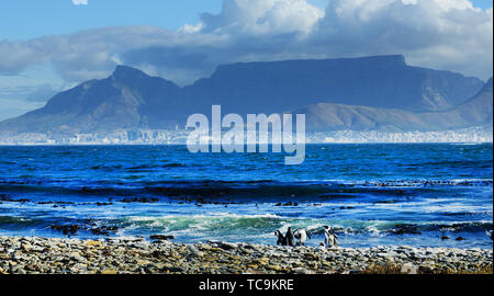 Robben Island Pinguine mit Blick auf Kapstadt und den Tafelberg. Stockfoto