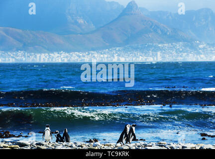 Robben Island Pinguine mit Blick auf Kapstadt und den Tafelberg. Stockfoto