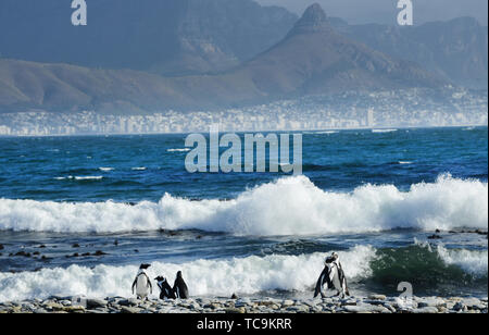 Robben Island Pinguine mit Blick auf Kapstadt und den Tafelberg. Stockfoto