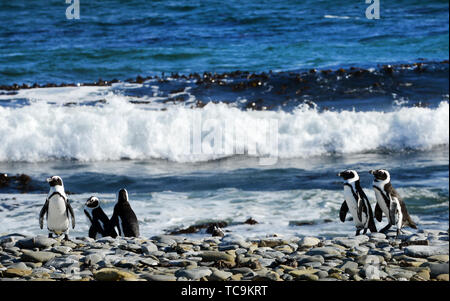 Robben Island Pinguin Kolonie in der Nähe von Kapstadt, Südafrika. Stockfoto