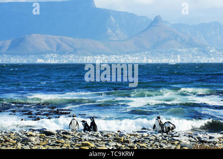 Robben Island Pinguine mit Blick auf Kapstadt und den Tafelberg. Stockfoto