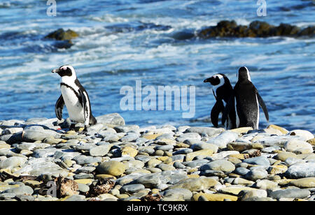 Robben Island Pinguin Kolonie in der Nähe von Kapstadt, Südafrika. Stockfoto