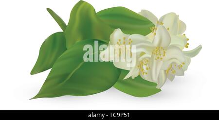 3d realistische White Jasmine auf weißem Hintergrund. Filiale Jasmin hautnah. Vektor Illustrator. Stock Vektor