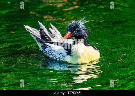 Schuppige seitig Merganser chinesischen Merganser Ente männlich Mergus squamatus Schwimmen Washiington Refletion Seattle.