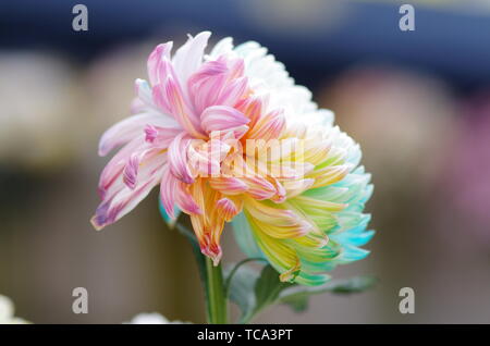 Chrysantheme in einer Vielzahl von Farben Stockfoto