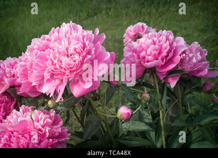 Die schöne rosa große Pfingstrose Blüte in einem Garten wird durch eine enge fotografiert. Stockfoto