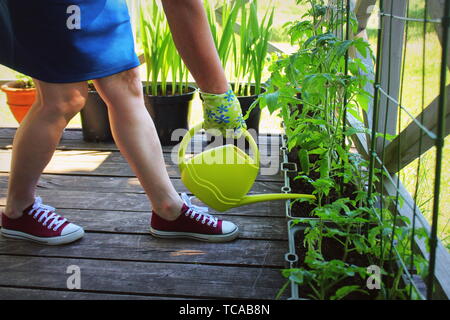 Frauen Gärtner Bewässerung von Pflanzen. Container Gemüse im Garten arbeiten. Gemüsegarten auf Terrasse. Blume, Tomaten wachsen in Container Stockfoto