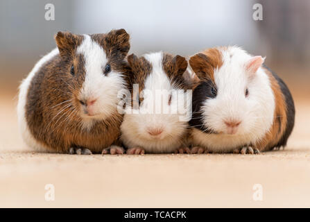 Drei Meerschweinchen auf einem Zement Pflaster. Stockfoto