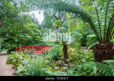 Dicksonia "baumfarne" und Japanische Brücke in Abbotsbury subtropischen Gärten, Dorset, England, Großbritannien Stockfoto