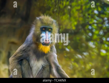 Closeup Portrait eines mandrill Affe, gefährdete Tierart, tropischen Primas aus Kamerun, Afrika Stockfoto