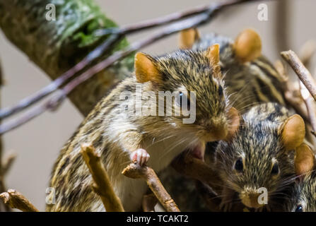 Nahaufnahme von ein Nest von barbary striped grass Maus, beliebten Nagetiere aus Afrika Stockfoto