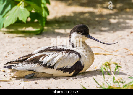 Closeup Portrait einer Pied avocet auf dem Boden sitzend, Schwarze und Weiße waten Vogel mit einem gebogenen Bill, zugvogel von Eurasien Stockfoto