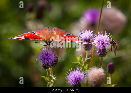 Die europäischen Tagpfauenauge (Inachis Io Unterfamilie: Apaturinae) oft allgemein bekannt als das Tagpfauenauge, an einem Patch von Disteln, die begonnen haben, im Spätsommer Saatgut Stockfoto